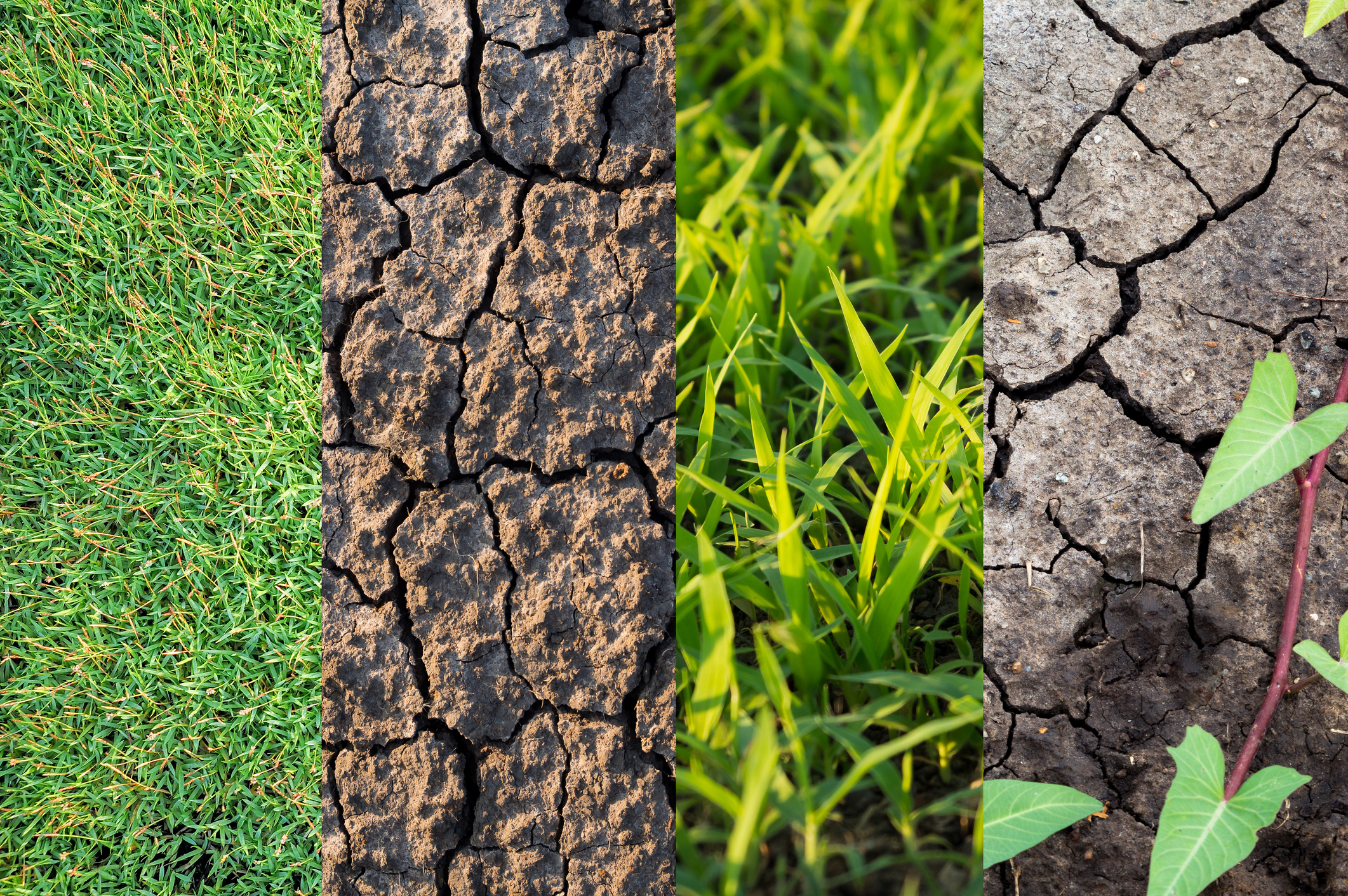 Sustainable Drainage: How Climate Change is Affecting Your Garden